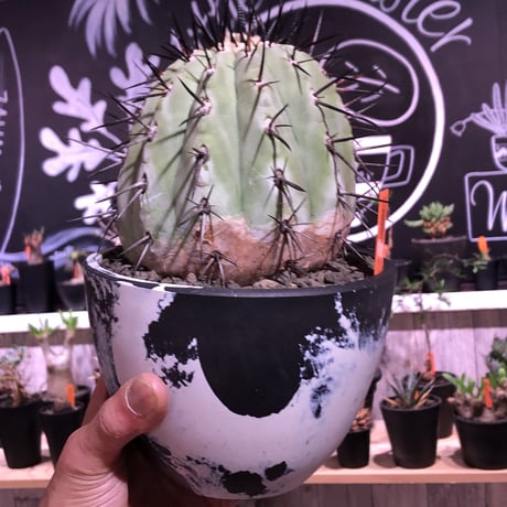 copiapoa   cinerea  黒王丸《M size》発根済み株  ※国内9年株  bowl  marble  pot植え