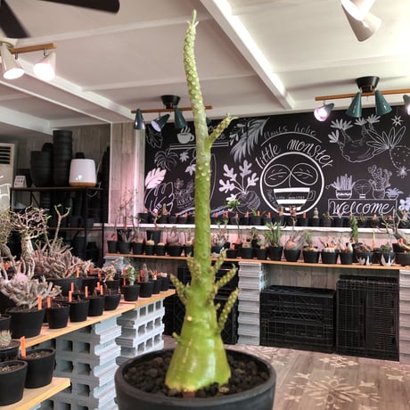 希少‼︎dorstenia   gigas《極太LL size》※発根済株※極太ぼってり株元&幹にこのweightの低さが堪らない最高品質な一株※mad black bowl pot植え