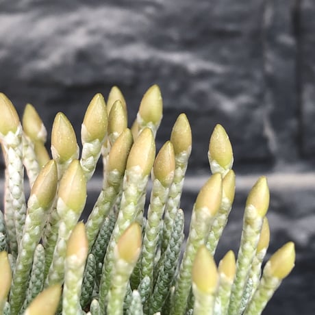 avonia  alstonii《XL size》※現地球発根後店主国内管理13年株※年代物且つ驚愕big株‼︎二度と手に入らないサイズ感‼︎ver.pink花※ mad black pot植え