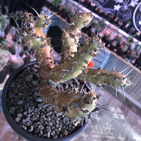 sarcocaulon crassicaule《 大きめL size》※極太且つ多枝振りなwild強刺‼︎美大輪の白花が堪らない‼︎最高枝振りbalance※mad black bowl pot植え