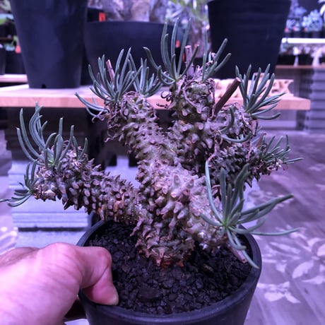 tylecodon  wallichii 和名＝奇峰錦《M size》※この丈で希少性高き激しい枝ぶりwild株‼︎　店主管理4年株　※ mad black pot植え