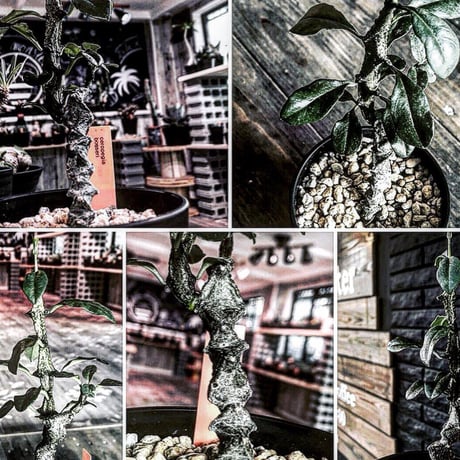 ceropegia  bosseri《M size》