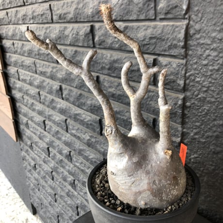 packypodium  gracilius《L L size》店主国内管理３年株※現地球発根済み株‼︎ ※大きなでっぷり球体株で現地焼けの味あるグラキ※mad black bowl pot植え