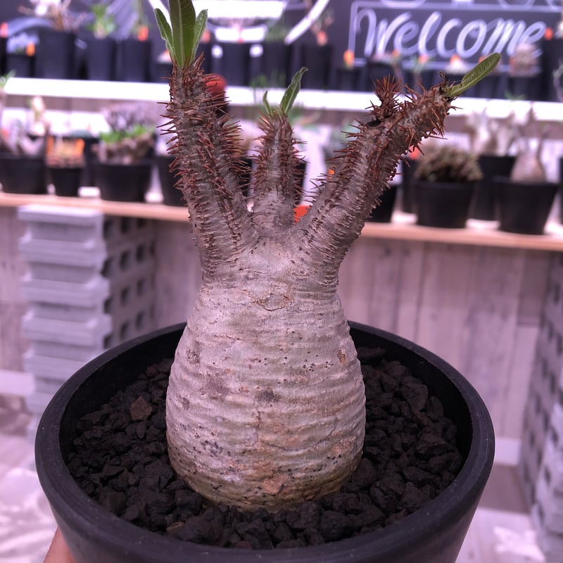packypodium gracilius 白肌 《M size》現地球 発根済み株 
