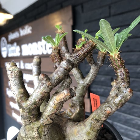 pachypodium gracilius《小さめL size》※現地球発根後店主国内管理3年株※極balance樹形&半端なき躍動する枝振りが堪らない※mad black bowl pot植え