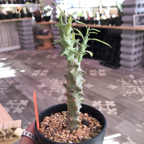ceropegia   dimorpha《M size》※独創性高き二色のmonster‼︎※限定２株