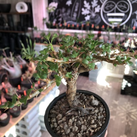 sarcocaulon  vanderietiae《L size》※現地球発根後店主国内管理3年株※希少夏型種‼︎balance良樹形＆味深い極太幹※mad  black  pot植え