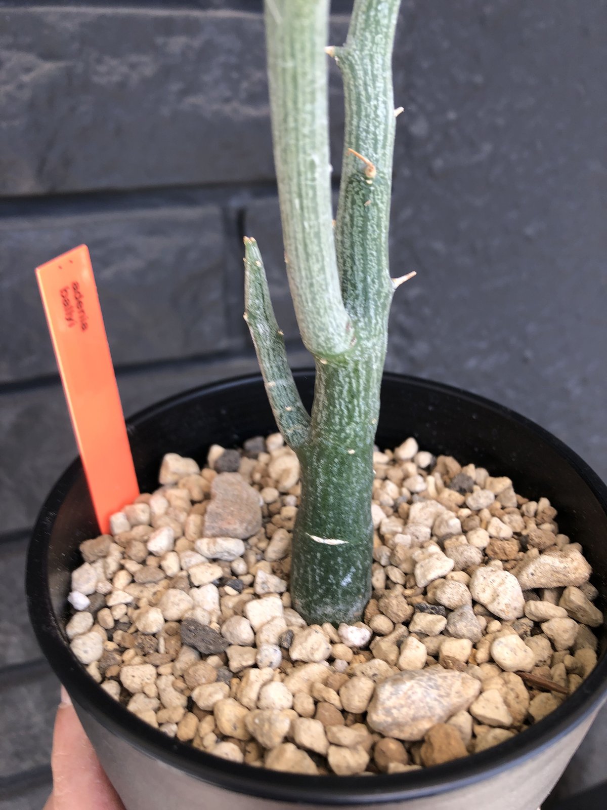 t*y様 A0509 超希少 アデニア バリー 現地球