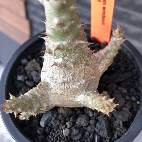 pachypodium windsorii《M size》※選抜littmon seed🌱※weight低き極ぼってり株元&枝振りも◎良樹形※mad black pot植え