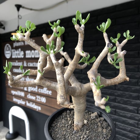 othonna furcata《L size》良枝振り樹形※現地球発根後店主国内管理5年株※肉々しい極枝振り良き美しい良樹形株※mad black pot植え