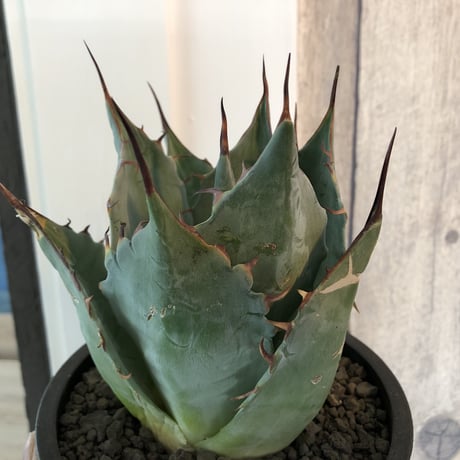 agave     parrasana   globe《M size》