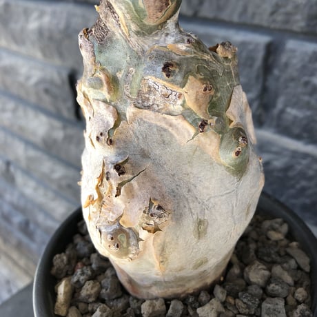 cyphostemma betiforme《 L size》※現地球発根後店主国内管理10年株※希少‼︎太く特化したボコボコ樹形でインテリア性高く今や流通極少な大株となり渾身の一株※鉄鉢植え
