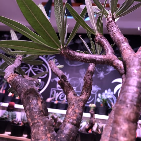 packypodium  gracilius《二分頭株》🌵🌵※現地球株  発根済み株‼︎  　限定1株　※希少株
