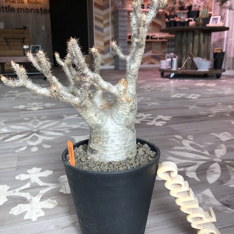 packypodium   gracilius《L  size》