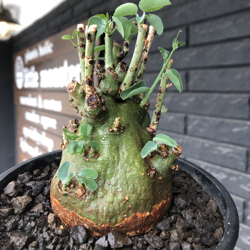 アデニア スピノーサ 現地球 adenia spinosa《大きめM size》球体wild株※現地球発根後店主