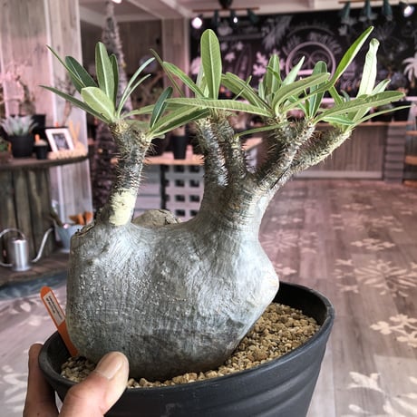 packypodium   gracilius（L size）