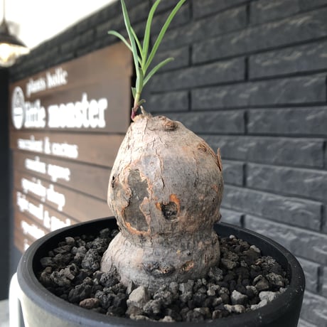 euphorbia trichadenia《LL size》※現地球株発根済※驚愕‼︎極めて荒々しくwildならしからぬ出立ちが堪らない両A面な大株※mad black bowl pot植え