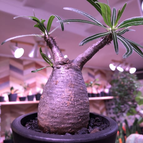 packypodium  gracilius（S size）限定1株　※現地球発根済み株‼︎  ※可愛過ぎる卵型forme‼︎ 脇枝も展開中※mad black pot植え