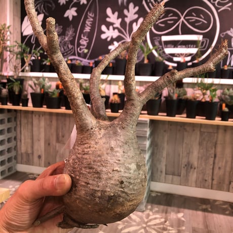 packypodium    gracilius《L size》輸入後間もないま〜るい新鮮株🌵vo⑤  限定2株