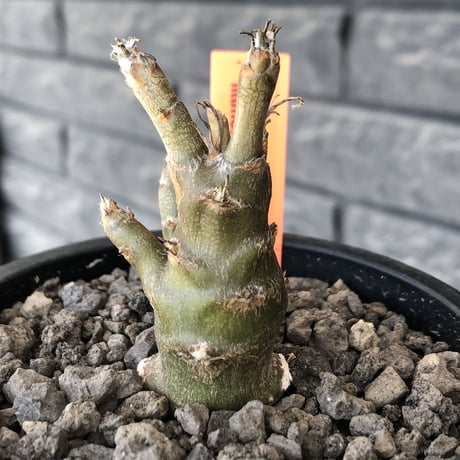 othonna protecta littmon seed🌱《M size》※大切に育て、すくすく育ってくれたぼってり良樹形※mad black pot植え