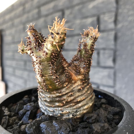 pachypodium gracilius《S size》2色混在カラー肌※現地球発根後店主国内管理1年株※weight低く枝振りも良き赤肌グラキ※mad black pot植え