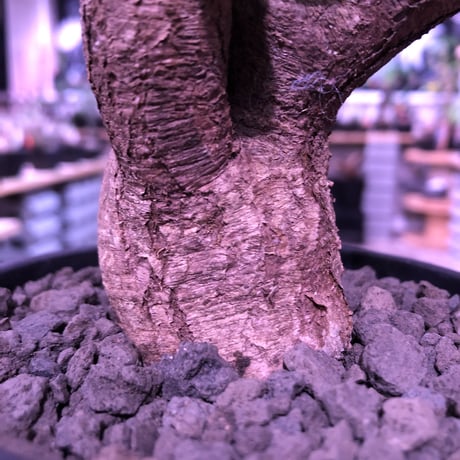 euphorbia  itremensis 《大きめM size》個体差の激しい樹形とmad質な葉&表皮colorが魅力で堪らない人気者※mad black pot植え