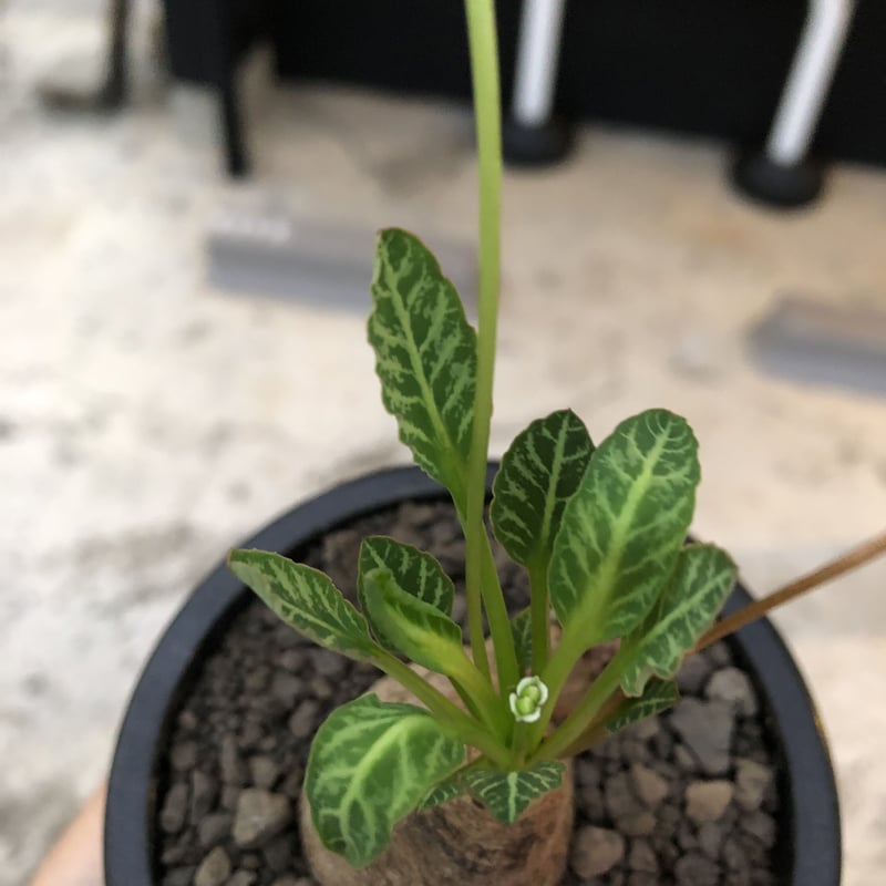 euphorbia fishbone《小さめ M size》※現地球株発根済※激希少‼︎今や