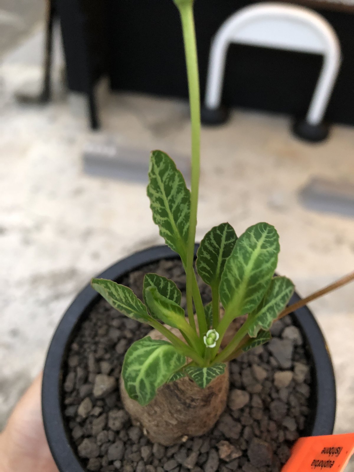 euphorbia fishbone《小さめ M size》※現地球株発根済※激希少‼︎今や
