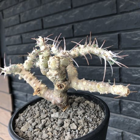 sarcocaulon crassicaule《L size》※現地球発根済株※店主国内管理4年株※良きサイズ感に鋭く赤味ある強刺に縮れ葉＆白花のギャップ萌えする良樹形※mad black pot植え