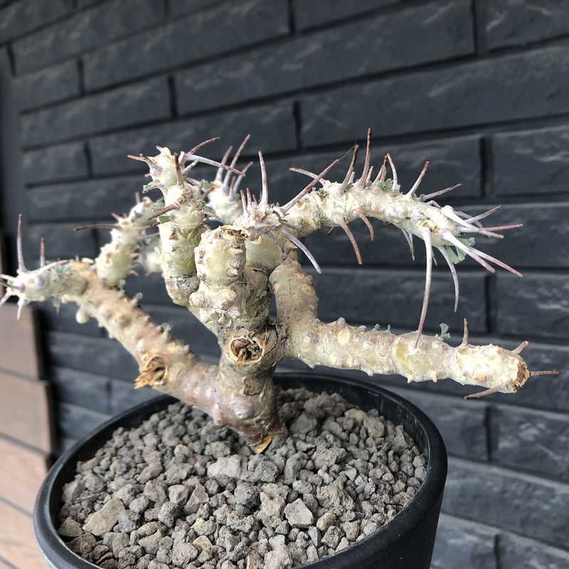 sarcocaulon crassicaule《L size》※現地球発根済株※店主国内管理4