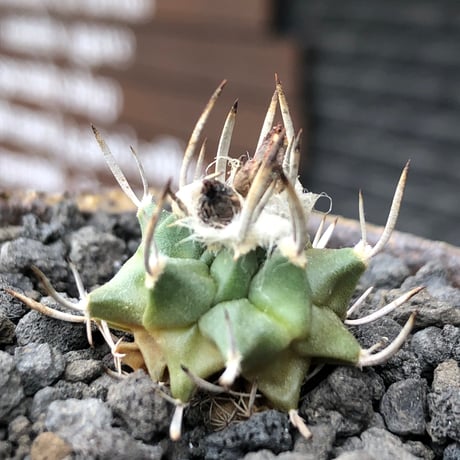 turbinicarpus 白棘昇竜丸《S size》※現地球株カキ仔（斑入り）※激希少‼︎流通なき白棘昇竜丸の斑入り株のため鬼熱となりイキリ立った刀のような白棘と開花時も堪らない一株※信楽焼植え