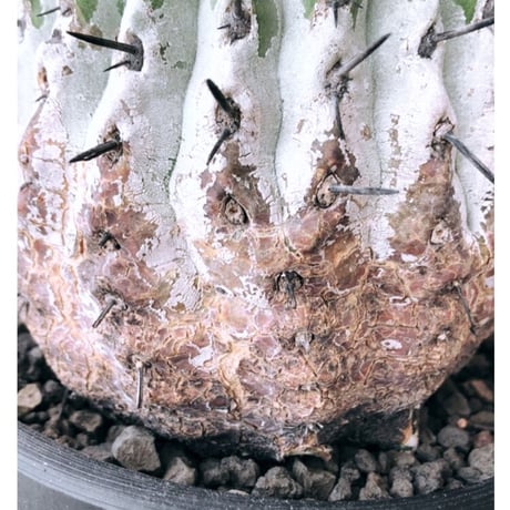 copiapoa cinerea 黒王丸《大きめL size》激希少※現地球発根後店主国内管理15年株※選抜特選株※mad black bowl pot植え