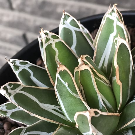 agave  笹の雪《大きめM size》※現地球発根後店主国内管理2年株※締まり良きbalanceも美しいbest size※blackプラ鉢植え