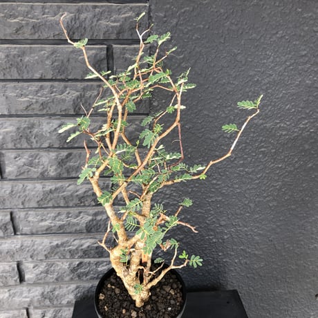 senna  meridionalis《  L L  size》※現地球発根済株※店主国内管理5年株※大変極上のbigセンナ‼︎幹曲がり仕立ての上、幹幅も太く！激オススメ株‼︎※tall pot植え
