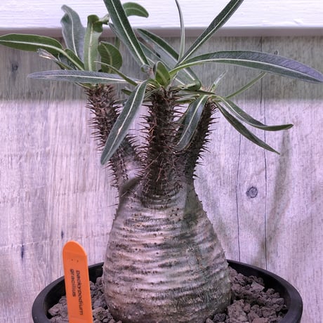 packypodium   gracilius