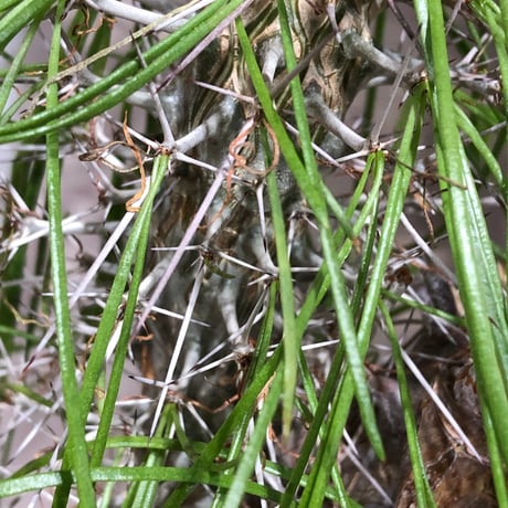 didierea madagascariensis《LL size》※現地球極太大株発根済※古木感強く垂れ下がる涼しげな葉と棘のコントラストが堪らない※brown marble bowl pot植え