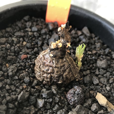cyphostemma adenocaule《 M size》※現地球発根後店主国内管理3年株※希少種‼︎小振りでも黒味が強く味深き表皮を持つ一株※mad black pot植え