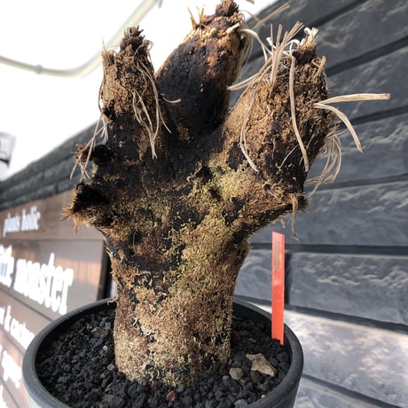 xerophyta trichophylla《S size》※現地球発根後店主国内管理2年株※驚愕強靭株※枝振り良くweightもlow‼︎かわいい小振りサイズ※mad black pot植え