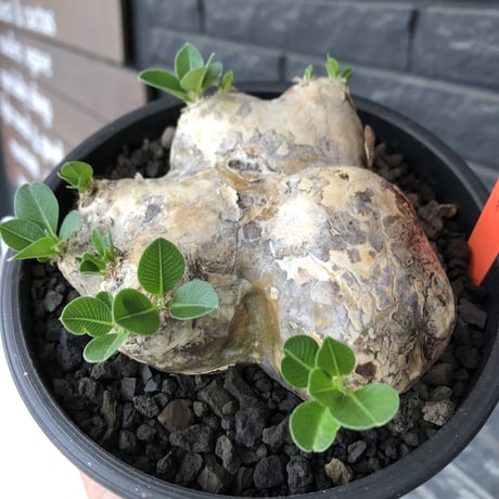 pachypodium brevicaule恵比寿笑い《大きめM size》※現地球発根後店主国内管理3年株※大きめながら纏まった良サイズ感‼︎※mad black bowl pot植え