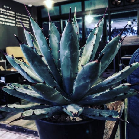 agave     macroacantha 《L size》mad black pot植え　※Instagram投稿株‼︎