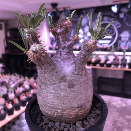 pachypodium  gracilius《M size》極短枝＆ぼってり樹形※現地球発根済株※店主国内管理3年株※美肌でとびきりぼってりなbalance良き一株※mad black pot植え