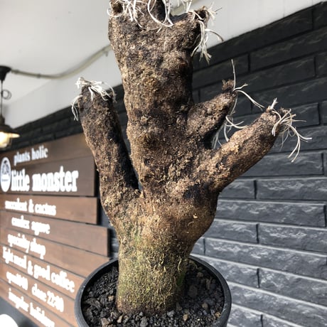 キセロフィタ | STORES