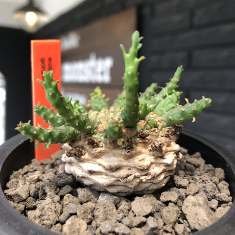 euphorbia gorgonis《M size》※現地球発根後店主国内管理2年株※人気🐙タコもの‼︎美多肉質の葉と木質wild塊根の二面性が魅力※mad  black pot植え