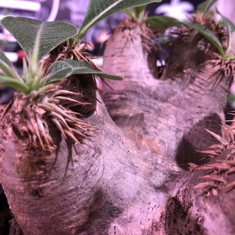 packypodium   roslatum var. eburneum（M size）※現地球発根済株※店主国内管理5年株※大変綺麗に纏まった美株エブレ※mad black pot植え