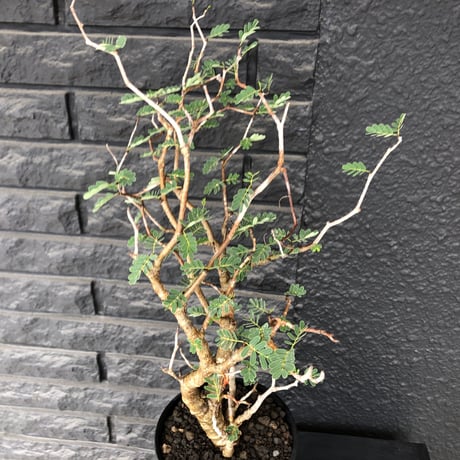 senna  meridionalis《  L L  size》※現地球発根済株※店主国内管理5年株※大変極上のbigセンナ‼︎幹曲がり仕立ての上、幹幅も太く！激オススメ株‼︎※tall pot植え