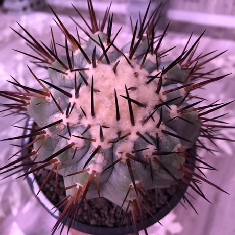 copiapoa   cinerea  黒王丸《L size》※現地球発根済株※店主国内管理6年株※king of cactus‼︎※mad black marble bowl pot植え