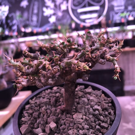 sarcocaulon  vanderietiae《L size》※現地球発根済株※サルコカウロン種‼︎夏型※店主国内管理4年株‼︎※wild枝振り良樹形※mad  black  pot植え
