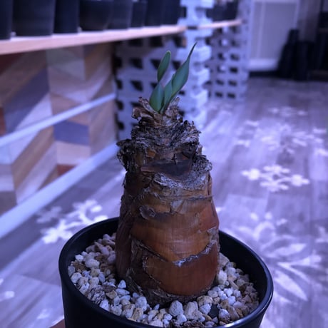 boophane   disticha《M size》成熟時の真っ赤な花とこの表皮が魅力