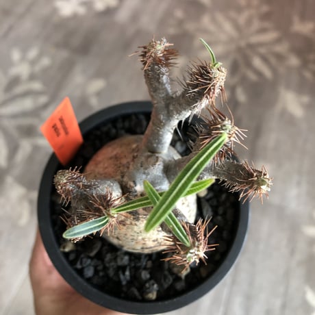 pachypodium  gracilius《S size》特化したピンクベージュ肌※現地球発根済株※店主国内管理2年株※ぼつてり樹形に枝振りよく何よりカラーも堪らない※mad black pot植え