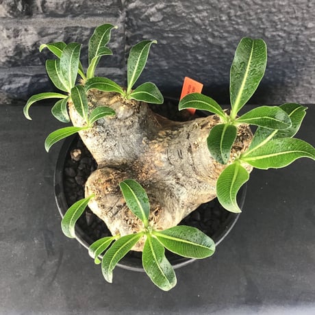 packypodium  eburneum《L size》※現地球発根済株※荒く立体的な肌質にエブレらしからぬsilver色の二面性感じるwild美肌株※mad black bowl pot植え